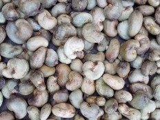 Kankan-raw-cashews